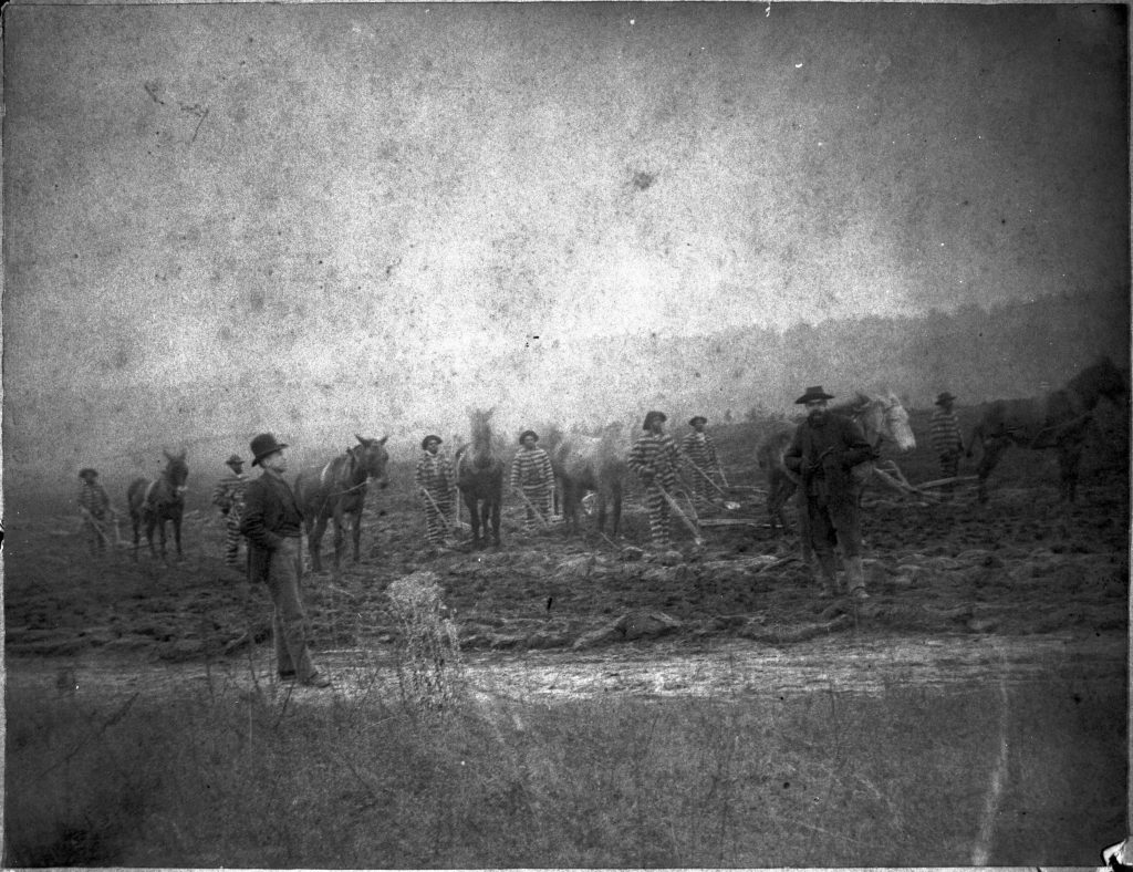 Black and white photograph of prisoners working a crop field while guards watch